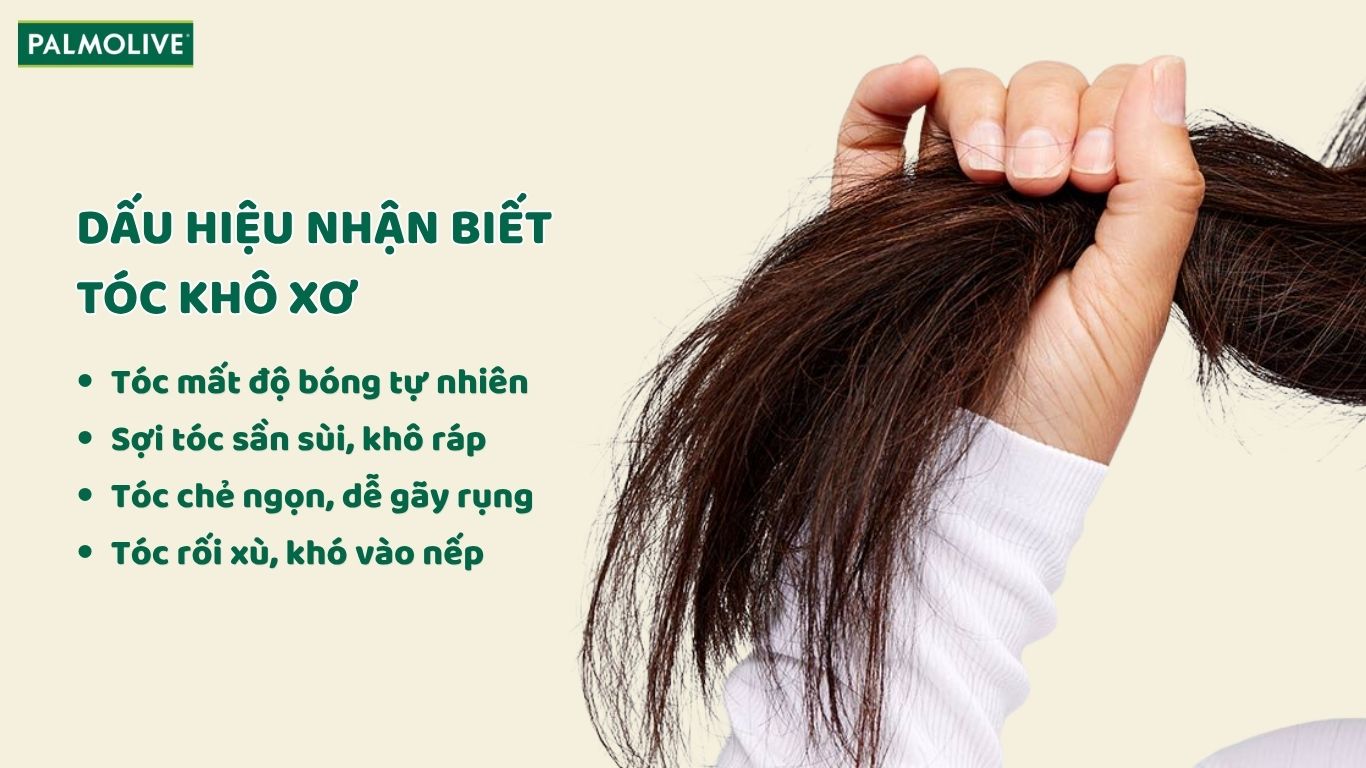 Tìm hiểu về các dấu hiệu nhận biết tóc đang gặp tình trạng khô xơ, mất độ ẩm