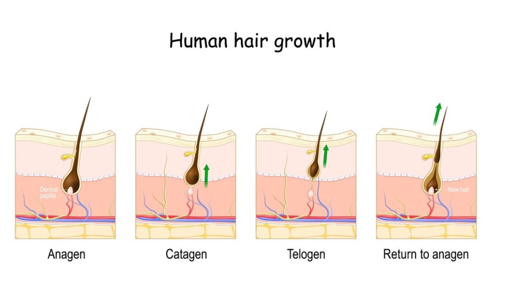 Giai đoạn phát triển của tóc