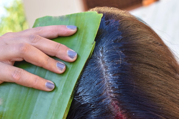 cách gội đầu bằng nha đam tươi cách gội đầu bằng nha đam tươi