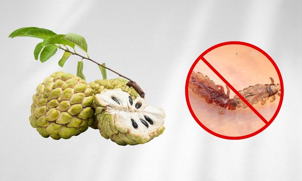 Hạt na là mẹo trị chấy được nhiều người tin tưởng và áp dụng Hạt na là mẹo trị chấy được nhiều người tin tưởng và áp dụng