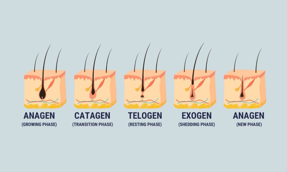 4 giai đoạn trong quá trình phát triển của tóc 4 giai đoạn trong quá trình phát triển của tóc