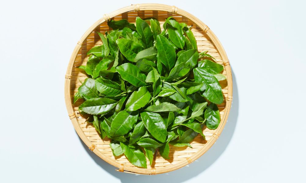 Gội đầu bằng nước trà xanh giúp giảm tình trạng rụng tóc và đẩy nhanh quá trình mọc tóc Gội đầu bằng nước trà xanh giúp giảm tình trạng rụng tóc và đẩy nhanh quá trình mọc tóc
