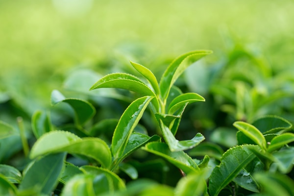 Sử dụng lá trà xanh là một cách gội đầu lâu bết