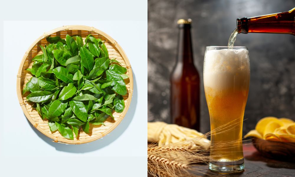 Công thức gội đầu bằng bia và trà xanh giúp nuôi dưỡng mái tóc trở nên chắc khỏe, nhanh dài Công thức gội đầu bằng bia và trà xanh giúp nuôi dưỡng mái tóc trở nên chắc khỏe, nhanh dài
