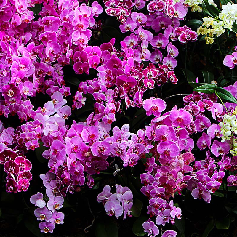 Thương hiệu sữa tắm Palmolive Thương hiệu sữa tắm Palmolive